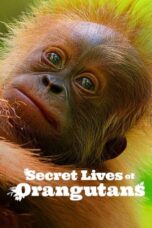 Nonton Film Secret Lives of Orangutans Sub Indo