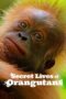 Nonton Film Secret Lives of Orangutans Sub Indo Nonton Film Secret Lives of Orangutans Sub Indo