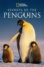 Nonton Film Secrets of the Penguins Sub Indo Nonton Film Secrets of the Penguins Sub Indo