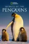 Nonton Film Secrets of the Penguins Sub Indo