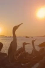 Nonton Film The Dinosaurs Season 1 Episode 4 Sub Indo